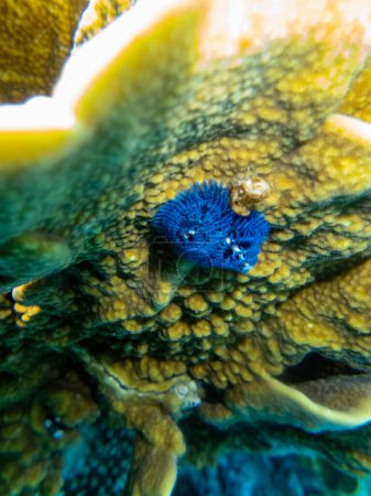 Téléchargez les photos : Ventilateurs dans le récif corallien de la mer Rouge - en image libre de droit