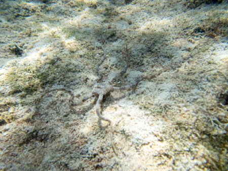 Foto de Ophiura en el arrecife de coral del Mar Rojo - Imagen libre de derechos