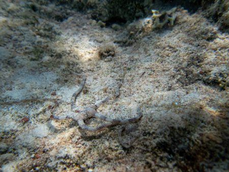 Foto de Ophiura en el arrecife de coral del Mar Rojo - Imagen libre de derechos