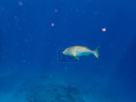 Photo for Trumpet emperor in the coral reef of the Red Sea - Royalty Free Image