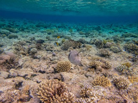 Foto de Cyclichthys spilostylus en un arrecife de coral del Mar Rojo - Imagen libre de derechos