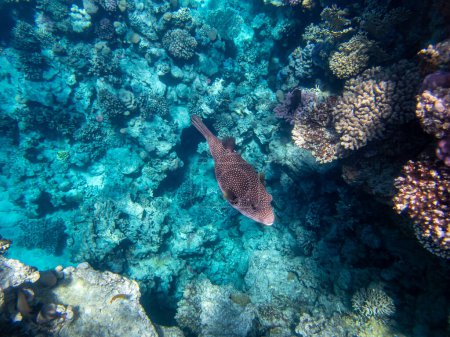 Foto de Cyclichthys spilostylus en un arrecife de coral del Mar Rojo - Imagen libre de derechos