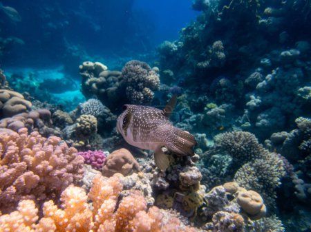Téléchargez les photos : Cyclichthys spilostylus dans un récif corallien de la mer Rouge - en image libre de droit