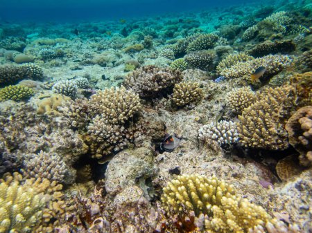 Téléchargez les photos : Coris aygula dans le récif corallien de la mer Rouge - en image libre de droit