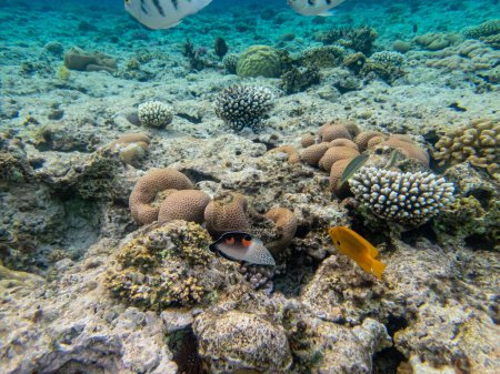 Téléchargez les photos : Coris aygula dans le récif corallien de la mer Rouge - en image libre de droit