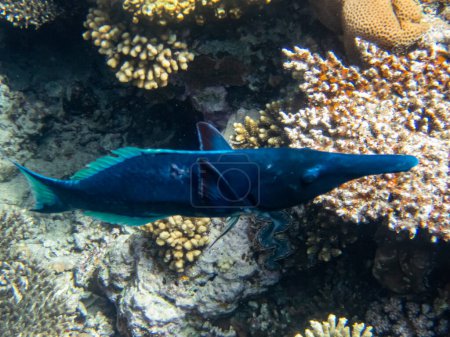 Téléchargez les photos : Snipe wrasse ou bird wrasse dans le récif corallien de la mer Rouge - en image libre de droit