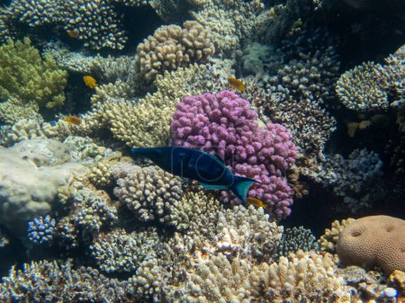 Téléchargez les photos : Snipe wrasse ou bird wrasse dans le récif corallien de la mer Rouge - en image libre de droit