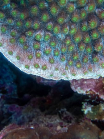 Téléchargez les photos : Fabuleusement belle vie sous-marine d'un récif corallien dans la mer Rouge - en image libre de droit
