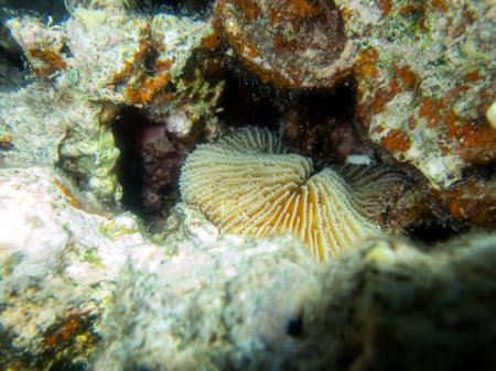 Téléchargez les photos : Fabuleusement belle vie sous-marine d'un récif corallien dans la mer Rouge - en image libre de droit