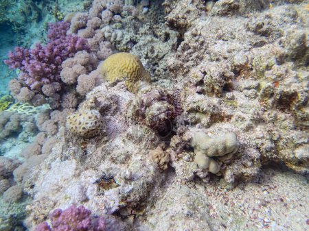 Photo for Camouflaged fish in the coral reef of the Red Sea - Royalty Free Image
