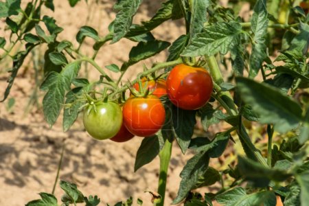 Foto de Los tomates están maduros en el patio - Imagen libre de derechos