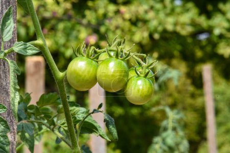 Foto de Los tomates están maduros en el patio - Imagen libre de derechos