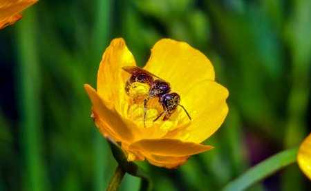 Photo for Panurgus collects pollen in a yellow flower - Royalty Free Image