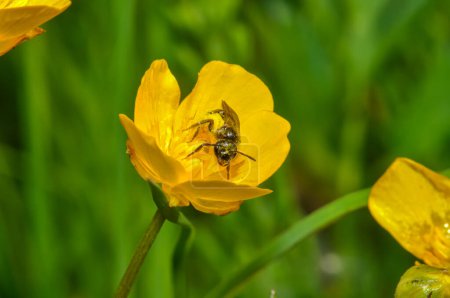 Photo for Panurgus collects pollen in a yellow flower - Royalty Free Image
