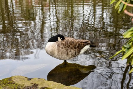 Photo for Canada goose next to a lake in Germany - Royalty Free Image