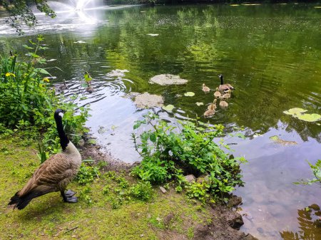 Photo for Canada goose next to a lake in Germany - Royalty Free Image