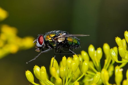 Foto de Macro foto detallada de una mosca negra - Imagen libre de derechos