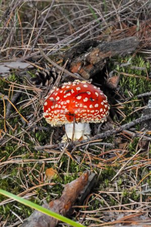 Téléchargez les photos : Mouche agarique avec une casquette rouge dans la forêt des Carpates ukrainiennes. - en image libre de droit