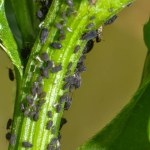 Colony of aphids on a green plant trunk