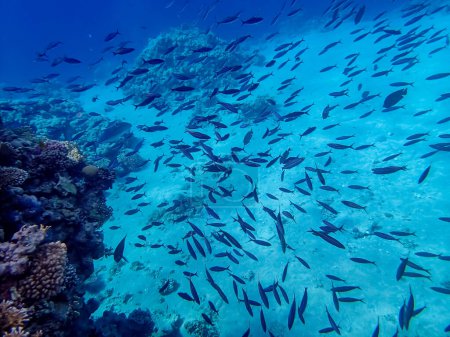 Photo for A school of fish in the expanses of the coral reef of the Red Sea - Royalty Free Image