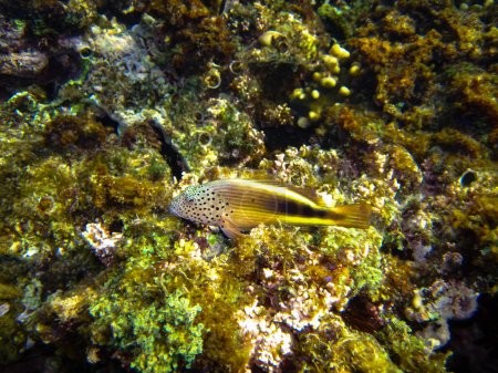 Photo for Paracirrhites forsteri in a coral reef of the Red Sea - Royalty Free Image