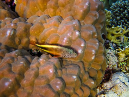 Photo for Paracirrhites forsteri in a coral reef of the Red Sea - Royalty Free Image