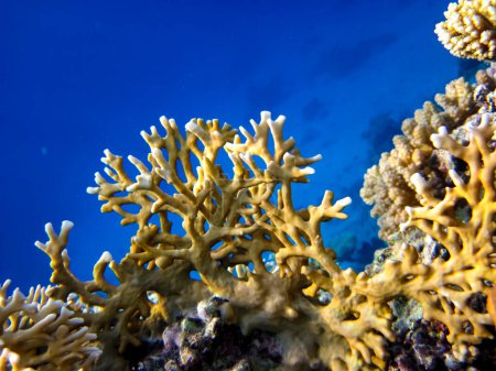 Téléchargez les photos : Habitants lumineux et colorés du récif corallien de la mer Rouge - en image libre de droit