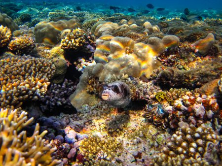 Téléchargez les photos : Arothron diadematus dans les étendues du récif corallien de la mer Rouge - en image libre de droit