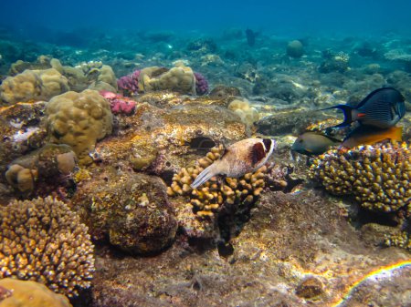 Téléchargez les photos : Arothron diadematus dans les étendues du récif corallien de la mer Rouge - en image libre de droit