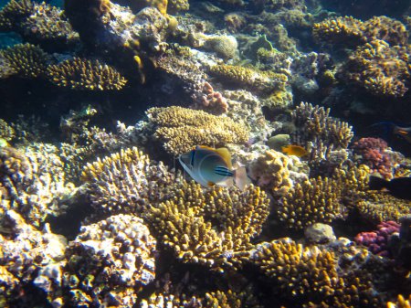 Téléchargez les photos : Rhinecanthus assasi dans les étendues du récif corallien de la mer Rouge - en image libre de droit