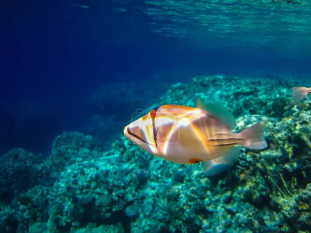 Téléchargez les photos : Rhinecanthus assasi dans les étendues du récif corallien de la mer Rouge - en image libre de droit