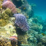 Beautiful corals in the coral reef of the Red Sea