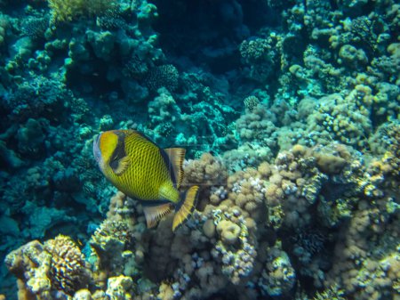 Téléchargez les photos : Balistoides viridescens dans les étendues du récif corallien de la mer Rouge - en image libre de droit
