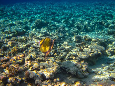 Téléchargez les photos : Balistoides viridescens dans les étendues du récif corallien de la mer Rouge - en image libre de droit