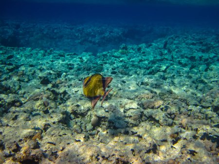 Foto de Balistoides viridescens en las extensiones del arrecife de coral del Mar Rojo - Imagen libre de derechos