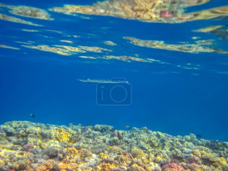 Photo for Platybelone argalus in the expanses of the coral reef of the Red Sea - Royalty Free Image
