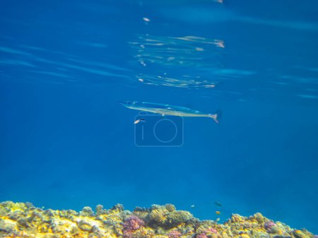 Photo for Platybelone argalus in the expanses of the coral reef of the Red Sea - Royalty Free Image