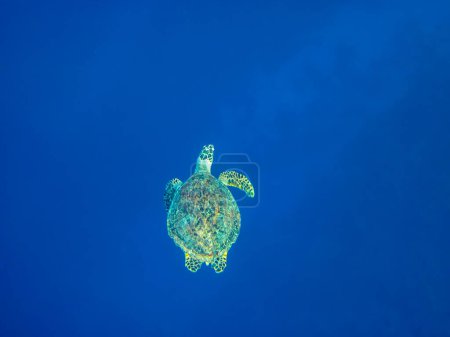 Foto de Eretmochelys imbricata en las extensiones del arrecife de coral del Mar Rojo - Imagen libre de derechos