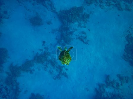 Foto de Eretmochelys imbricata en las extensiones del arrecife de coral del Mar Rojo - Imagen libre de derechos