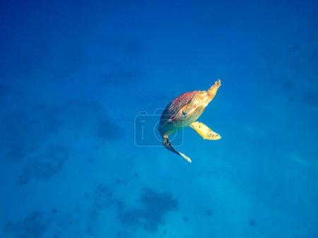 Photo for Eretmochelys imbricata in the expanses of the Red Sea coral reef - Royalty Free Image