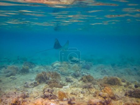Photo for Eagle ray in the expanses of the coral reef of the Red Sea - Royalty Free Image