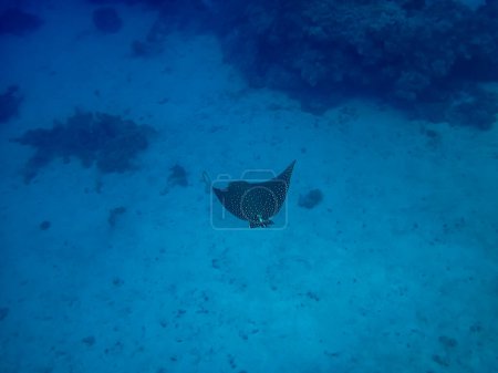 Photo for Eagle ray in the expanses of the coral reef of the Red Sea - Royalty Free Image