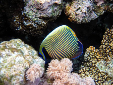 Foto de Pomacanthus imperator o pez ángel imperial en la extensión del arrecife de coral del Mar Rojo - Imagen libre de derechos