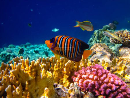 Téléchargez les photos : Pygoplites diacanthus ou Ange royal dans une étendue de récif corallien de la mer Rouge - en image libre de droit