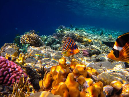 Téléchargez les photos : Pygoplites diacanthus ou Ange royal dans une étendue de récif corallien de la mer Rouge - en image libre de droit