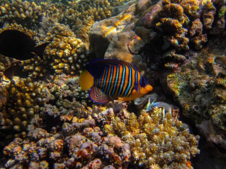 Photo for Pygoplites diacanthus or Royal angelfish in an expanse of Red Sea coral reef - Royalty Free Image