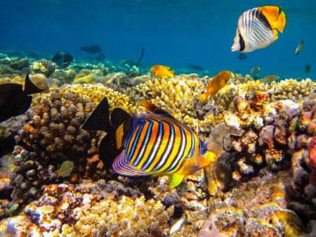 Photo for Pygoplites diacanthus or Royal angelfish in an expanse of Red Sea coral reef - Royalty Free Image