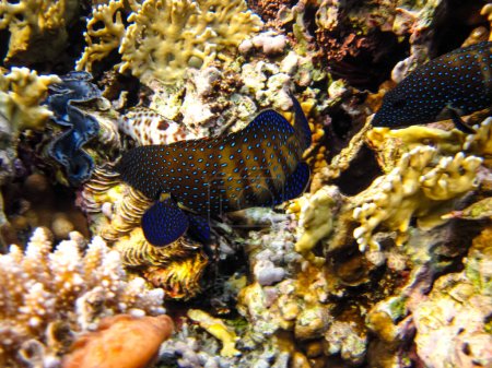 Foto de Cephalopholis argus, Peacock garrupa o garrupa-argus en la extensión del arrecife de coral del Mar Rojo - Imagen libre de derechos