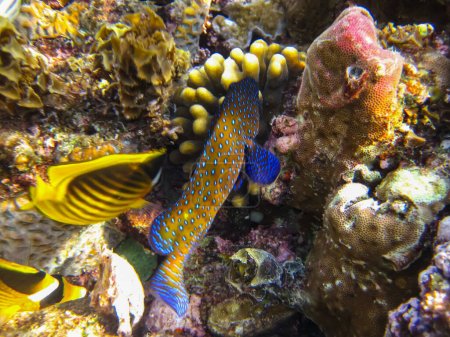 Foto de Cephalopholis argus, Peacock garrupa o garrupa-argus en la extensión del arrecife de coral del Mar Rojo - Imagen libre de derechos