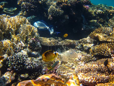 Téléchargez les photos : Chaetodon fasciatus ou papillon diagonal dans les étendues du récif corallien de la mer Rouge - en image libre de droit